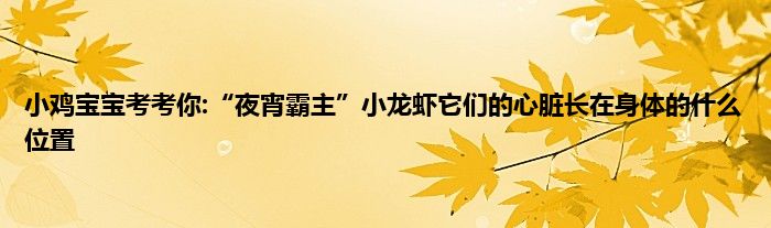 小鸡宝宝考考你:“夜宵霸主”小龙虾它们的心脏长在身体的什么位置