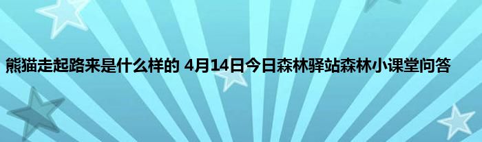 熊猫走起路来是什么样的 4月14日今日森林驿站森林小课堂问答