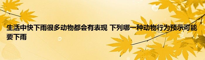 生活中快下雨很多动物都会有表现 下列哪一种动物行为预示可能要下雨