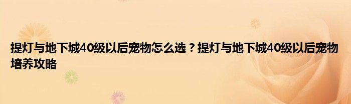 提灯与地下城40级以后宠物怎么选？提灯与地下城40级以后宠物培养攻略