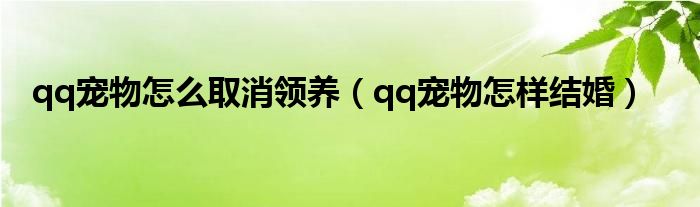 qq宠物怎么取消领养（qq宠物怎样结婚）