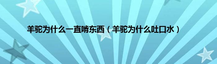 羊驼为什么一直啃东西（羊驼为什么吐口水）