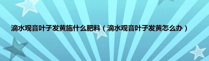 滴水观音叶子发黄施是什么肥料（滴水观音叶子发黄怎么办）