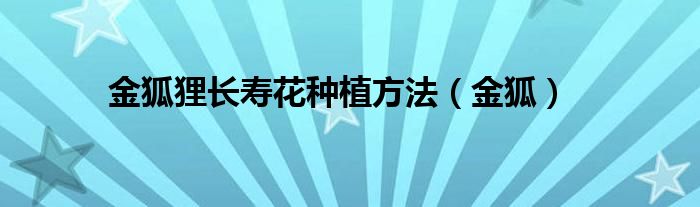 金狐狸长寿花种植方法（金狐）