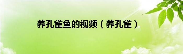 养孔雀鱼的视频（养孔雀）