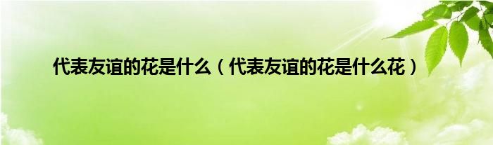 代表友谊的花是是什么（代表友谊的花是是什么花）