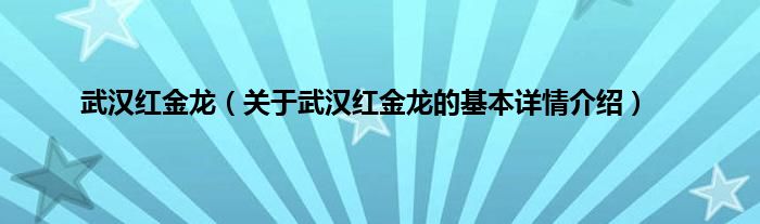 武汉红金龙（关于武汉红金龙的基本详情介绍）