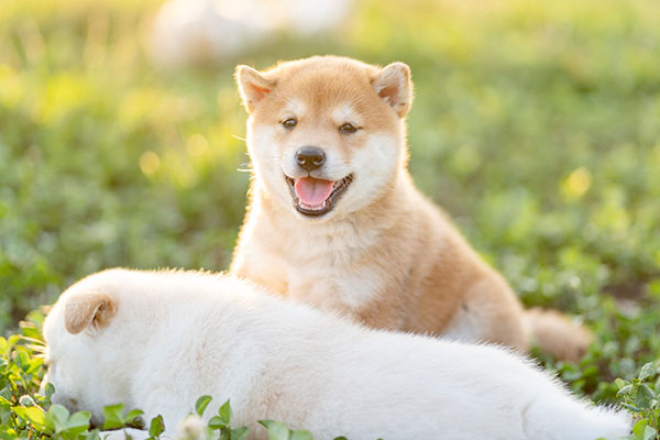 忠犬八公是什么狗秋田犬,忠犬八公是什么狗品种