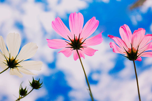 真正的格桑花花语,格桑花花语是什么意思