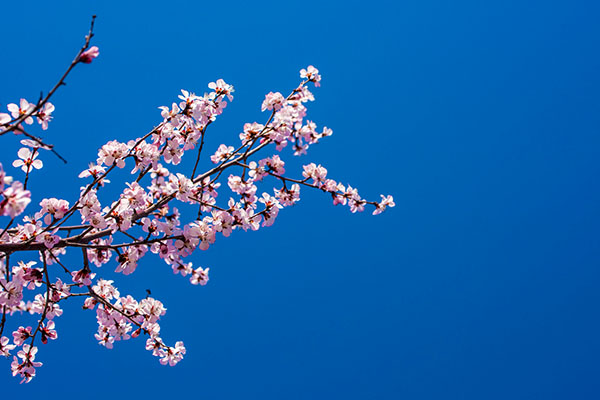 梅花优美的句子有哪些,梅花的句子唯美短