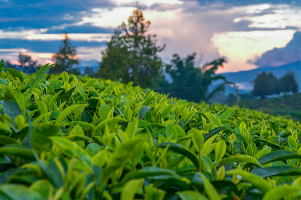 秋茶有哪些代表,秋茶是什么茶