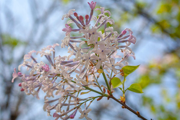 丁香花是什么颜色月季花是什么颜色牡丹花是什么颜色,丁香花是什么颜色的月季花是什么颜色的