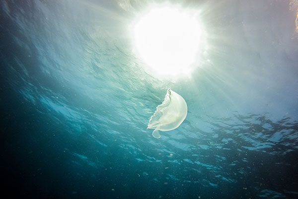 海洋中最多生物的是什么,海洋中最多的生物是哪个