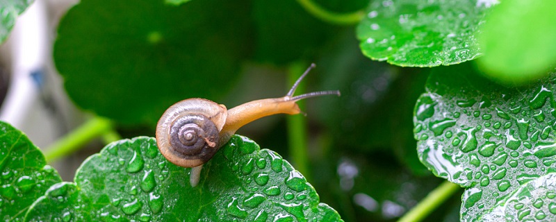 蜗牛是益虫还是害虫