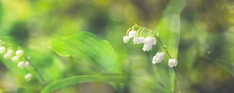 立夏节气的花信是什么花