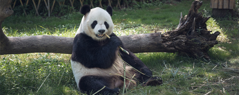 大熊猫为什么被视为中国的国宝