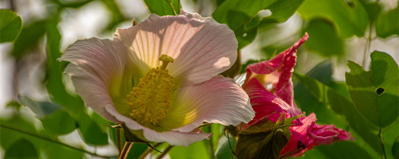 芙蓉花怎么养