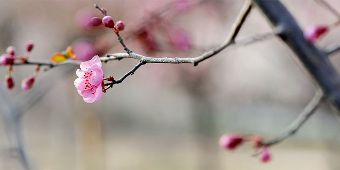 犹有花枝俏的犹是什么意思