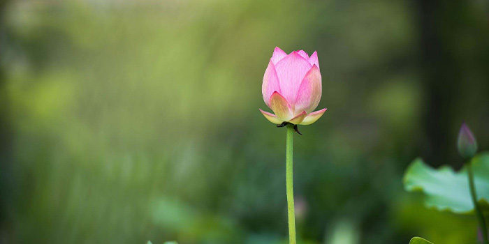 花之隐逸者也的之是什么意思