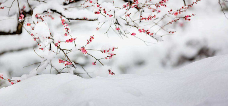 雪却输梅一段香上一句是什么