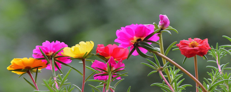 太阳花的花语是什么