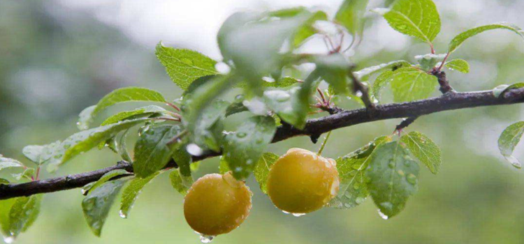 清明有雨水黄梅什么意思