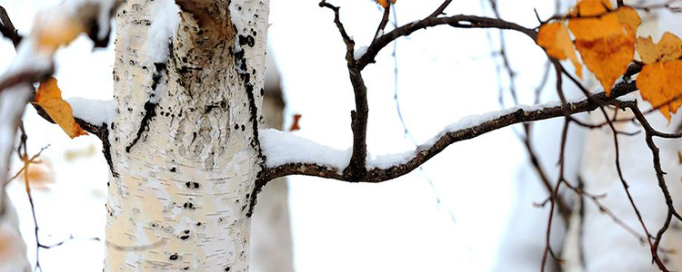 雪绣的花边是什么意思