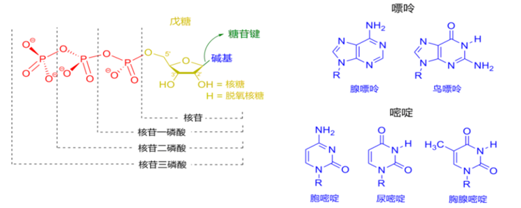 含氮碱基中的A