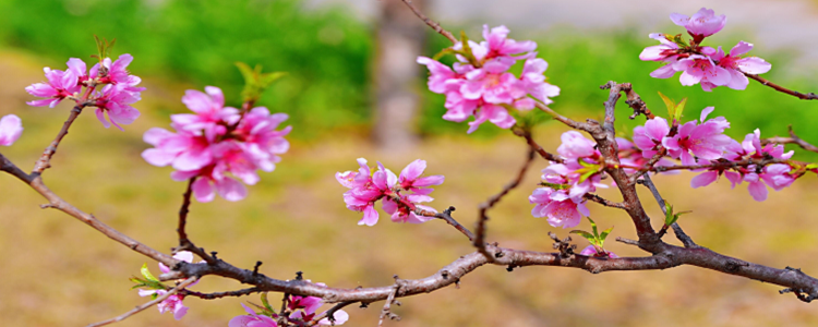 人间四月芳菲始是什么意思