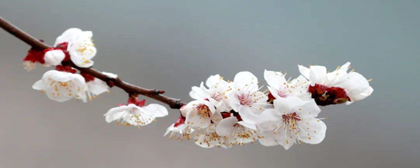 北陂杏花怎么读