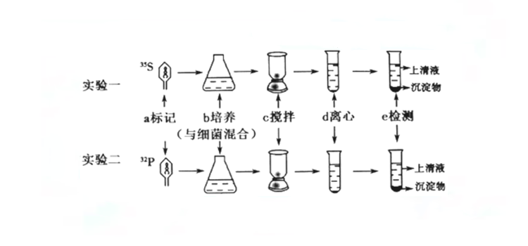 为什么噬菌体侵染细菌实验不能证明蛋白质不是遗传物质