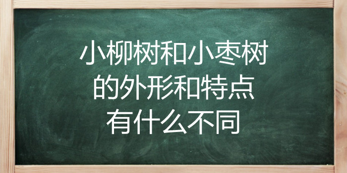 小柳树和小枣树的外形和特点有什么不同