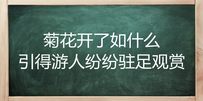 菊花开了如什么如什么如什么引得游人纷纷驻足观赏