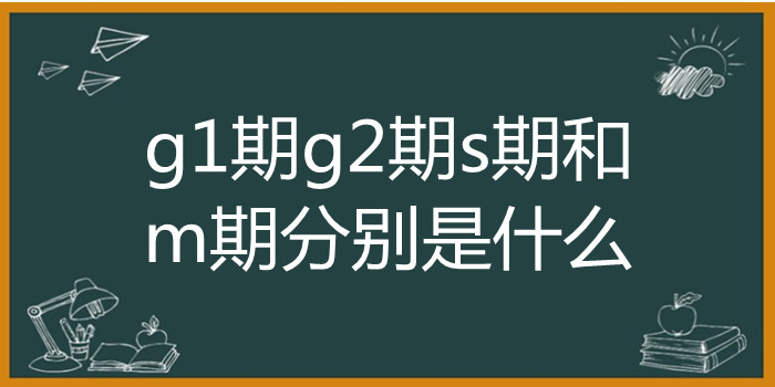 g1期g2期s期和m期分别是什么