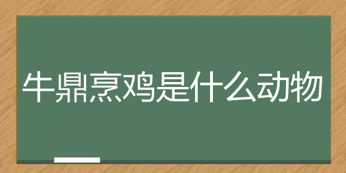 牛鼎烹鸡是什么动物