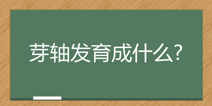 芽轴发育成什么?