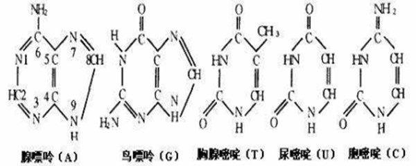 acgt分别是什么碱基