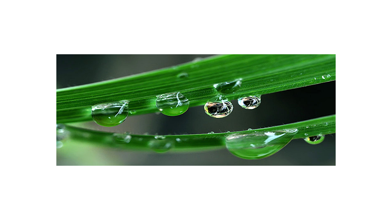 雨露均沾的意思