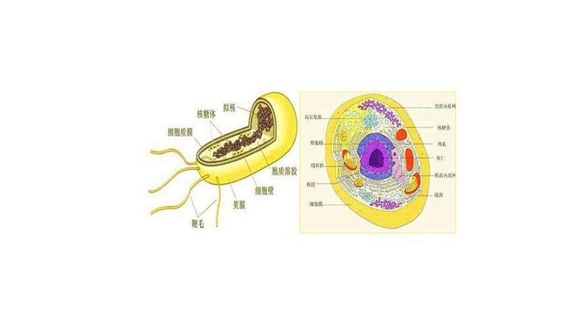 原核细胞名词解释