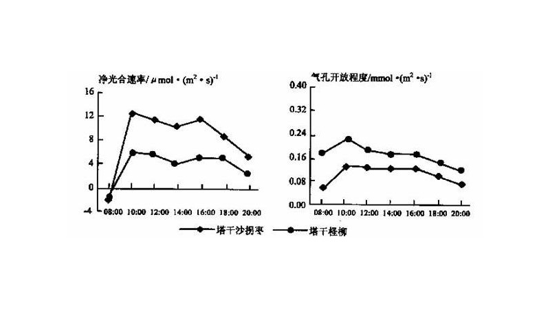 净光合速率和真正光合速率有什么区别