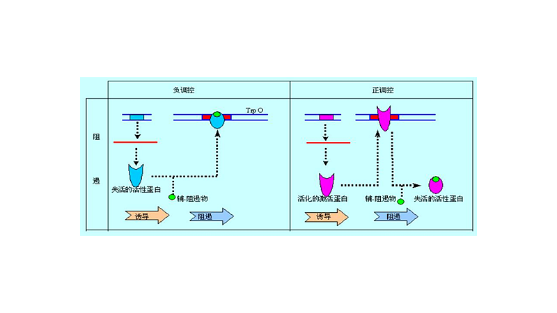 操纵子由什么组成