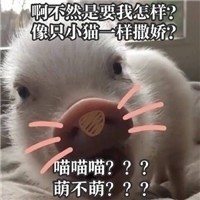 超萌猪猪表情包带字 不然是要我像小猫一样撒娇吗