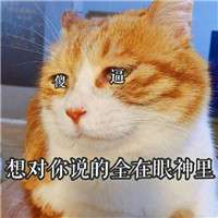 生无可恋表情包猫咪超萌 一副生无可恋的猫咪表情包