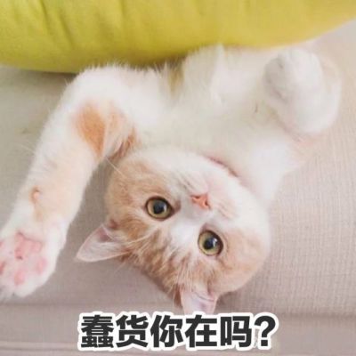 超可爱猫咪带字头像大全高清 喜欢小可爱猫星人的赶紧看过来