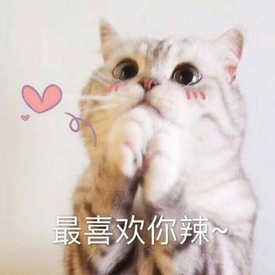 可爱猫咪带字头像搞笑图片大全2022 伸手怕犯错缩手怕错过