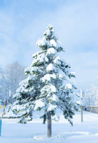 北海道大学雪景雪景图片唯美 藏不住的喜欢理直气壮就好