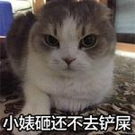 超萌的猫咪搞怪表情带字大全2022 小婊砸还不去铲屎