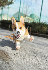 家有恶犬系列手机屏保高清 别碰我我敲凶的