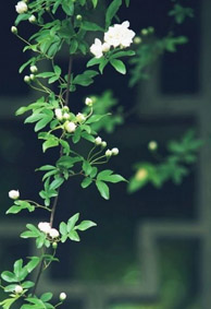 夏日风景图片花草微信皮肤大全 夏日里的清凉风景图片