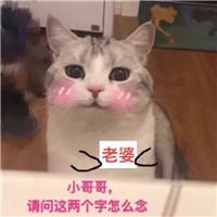 小仙女撒娇萌猫表情包可爱大全 仙女聊天必备萌猫表情包